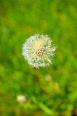 Round dandelion with white down on the field