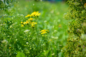 Green field or meadow with yellow flowers and green grass