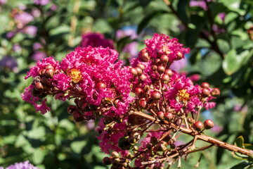 Obraz premium Crape Myrtle (Lagerstroemia indica) in park, Los Angeles, California, USA