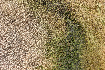 close up of a carpet of sugar