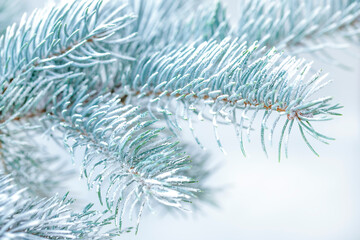 Branch of Christmas tree with snow