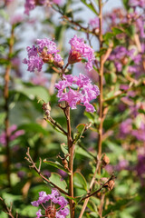 Crape Myrtle (Lagerstroemia indica) in park, Los Angeles, California, USA