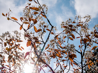 Juneberry or snowy mespilus, Amelanchier lamarkii, branches with brown leaves and white flowers in spring, Netherlands