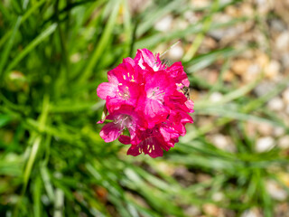 Fototapeta premium Sea pink or sea thrift, Armeria maritima, close up top view of single deep pink flower in spring, Netherlands