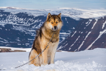 Portrait of a sled dog in snow