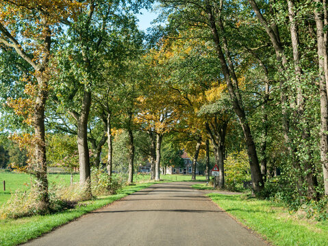 Country road with oak trees and farmhouse in rural area Kraloo near Dwingelderveld, Drenthe, Netherlands