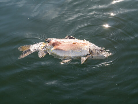 Common carp, Cyprinus carpio, dead fish floating in water, Haringvliet, Netherlands