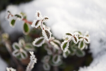 The plants were covered with frost in the frost, after a snowfall in December before the new year.