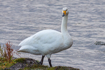 Portrait of a Whooper swan (Cygnus cygnus)
