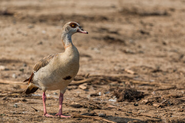 Egyptian Goose - Alopochen aegyptiaca, beautiful colored goose from African lakes, marshes and grasslands, Queen Elizabeth National Park, Uganda.