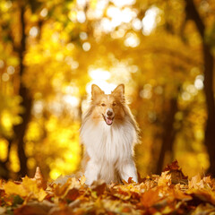 Obraz premium Dog in the yellow and orange leaves in autumn in the park. Pet for a walk. Sheltie - Shetland sheepdog.
