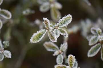 The plants were covered with frost in the frost, after a snowfall in December before the new year.