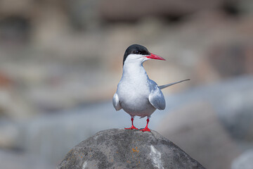 Arctic Tern (Sterna paradisaea) perched on a rock