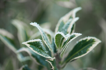 The plants were covered with frost in the frost, after a snowfall in December before the new year.