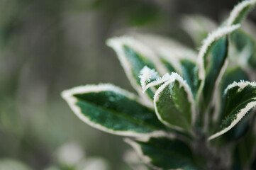 The plants were covered with frost in the frost, after a snowfall in December before the new year.
