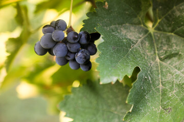 Delicious dark grapes, growing outdoors