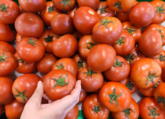 Woman hand choosing tomato