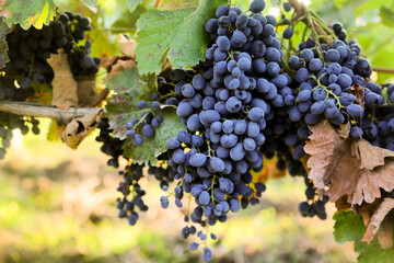 Delicious dark grapes, growing outdoors