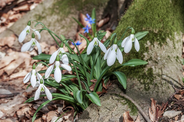 Crimean Snowdrop (Galanthus plicatus) in beech forest, Angarskyi Pass area, Crimea