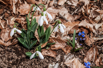 Crimean Snowdrop (Galanthus plicatus) in beech forest, Angarskyi Pass area, Crimea