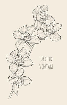 Vector vintage linear illustration of large blooming orchid flowers and several closed buds on one branch. Hand drawn exotic plant. Imitation of an old ink drawing on paper. Vanilla. Line Art.