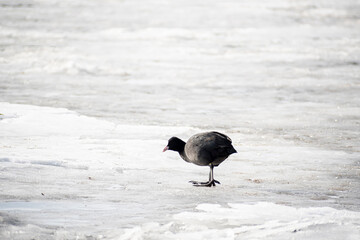Single Eurasian Coot standing on ice. Small black water bird in winter. Northern fauna with dark feathers. Selective focus on the animal, blurred background.