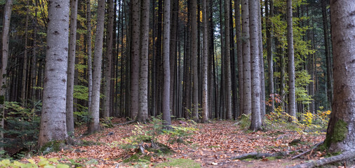 Coniferous forest landscape. Green trees in national park