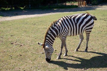 Fototapeta na wymiar close up of beautiful zebra in sunshine under blue sky