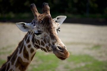 Giraffe Close up