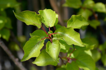 Apricot tree