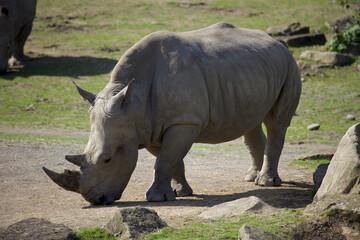 Fototapeta premium Southern White Rhinoceros
