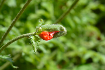 Oriental poppy