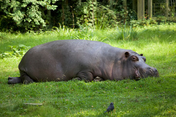Hippopotamus about to nap