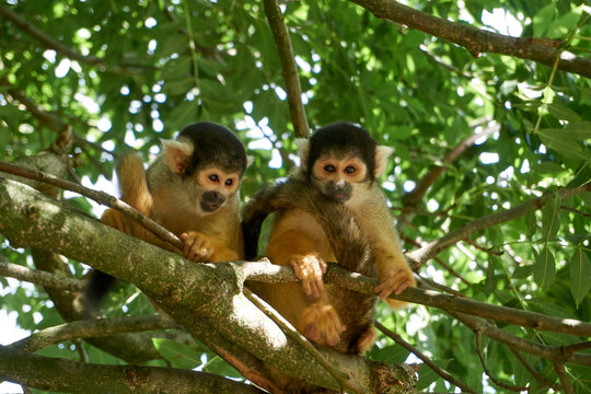 close up of two common squirrel monkeys on a branch