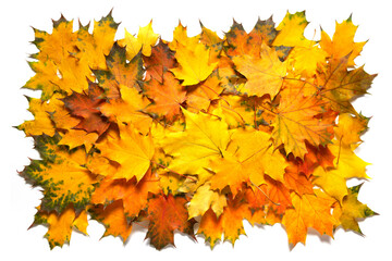 Autumn composed scattering of autumn maple leaves over white background.