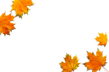 Autumn corner frame consists of colorful maple leaves on white background.