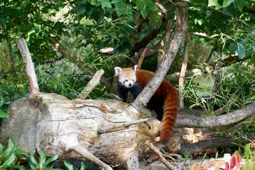 red panda sitting on a tree and looking at camera