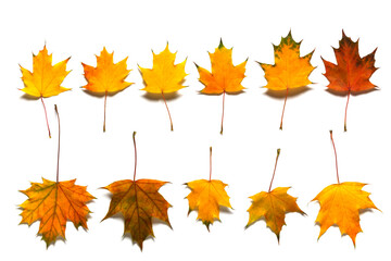 Colorful maple leaves Isolated on white background.