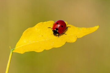 Ladybug on the fallen yellow leaves in the fall. Insects in the wild nature.