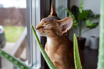A cute cat is sitting on the windowsill and sniffing the aloe flower