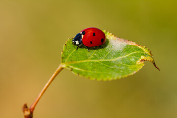ladybug sitting on a green leaf