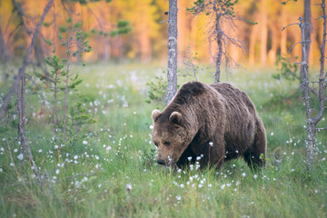 Brown bear (Ursus arctos) walking on a Finnish bog at sunset