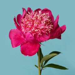 Bright red peony flower isolated on blue background.