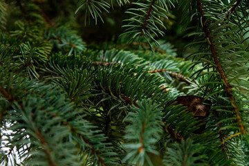 Fluffy Fir branch in close up. The concept of Christmas. Space for text.