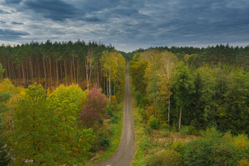 Prosta leśna droga w wysokim sosnowym lesie. Widok z drona. - obrazy, fototapety, plakaty