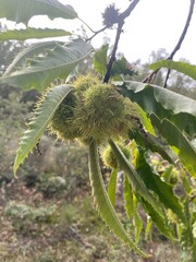 Branches of a chestnut tree loaded with chestnuts. Fruit of the chestnut tree