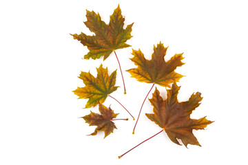 Colored autumn maple leaves on a white background.