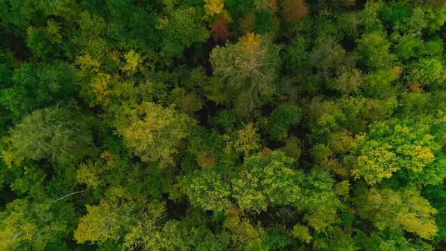 Aerial video of autumn forest in the evening