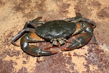 
The large crab is suitable for many dishes such as curry, boiled, steamed, grilled.