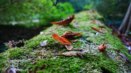Fototapeta premium Herbstblätter auf einem mit Moos bedecktem Baumstamm